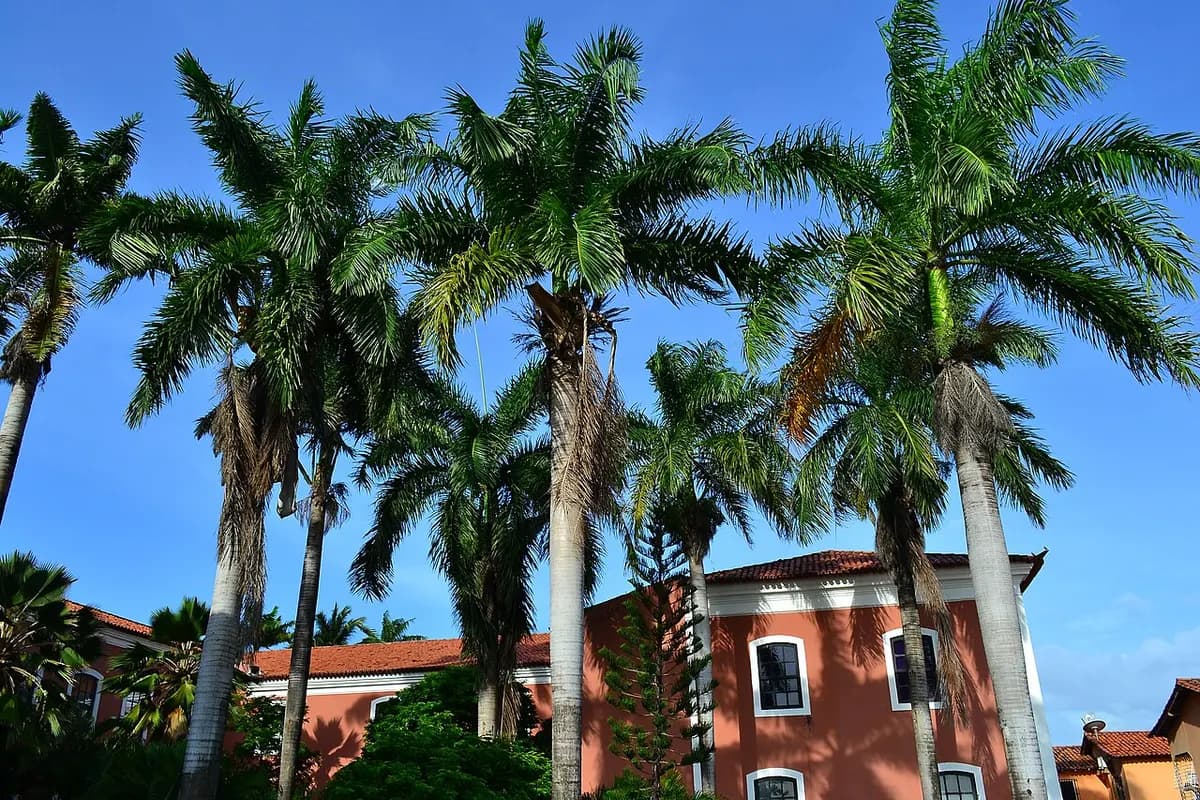 Prédio colonial do Convento das Mercês entre palmeiras, no Centro Histórico de São Luís
